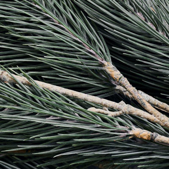 House Doctor - Pine tree gren H: 98cm
