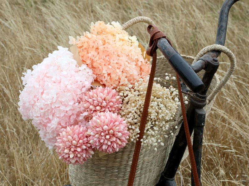 Chic Antique - Fleur tørrede Snebold Blomster rosa
