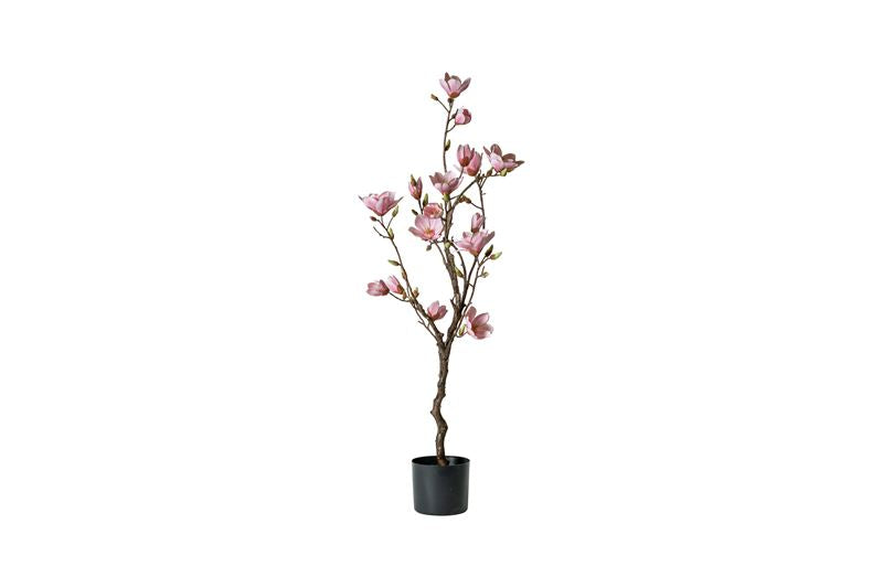 Speedtsberg - Magnoliatræ 120 cm. hvid/lyserød