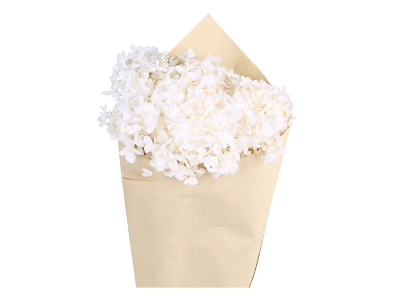 Chic Antique - Fleur tørret Hortensia Blomst L60 cm creme